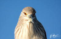 Black-crowned Night Heron - Nycticorax nycticorax