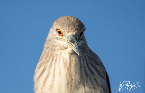 Black-crowned Night Heron - Nycticorax nycticorax