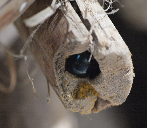 California Carpenter Bee - Xylocopa californica