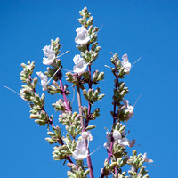 White Sage - Salvia apiana