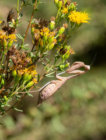 Bordered Mantis - Stagmomantis limbata