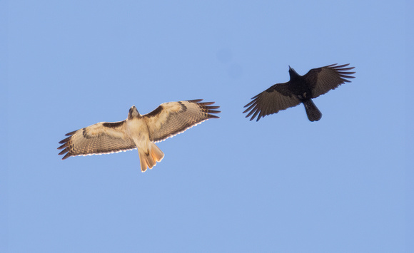 Red-tailed Hawk - Buteo jamaicensis, American Crow - Corvus brachyhynchus