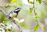 Black-throated Gray Warbler - Setophaga nigrescens