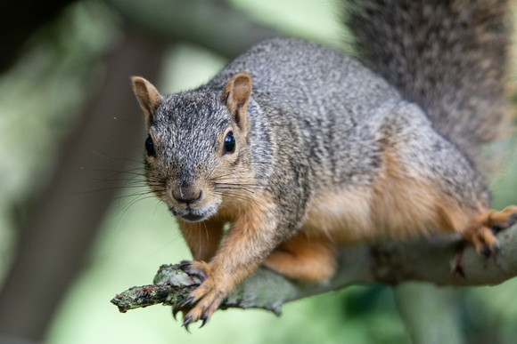 Eastern fox squirrel  - Sciurus niger