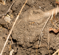 California Trapdoor spider - Bothriocyrtum californicum