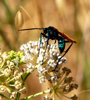 Tarantula hawk- Pepsis thisbe