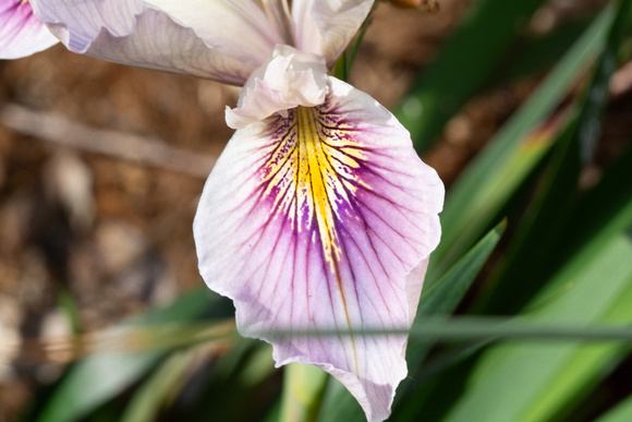 Douglas Iris - Iris douglasiana