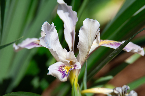 Douglas Iris - Iris douglasiana