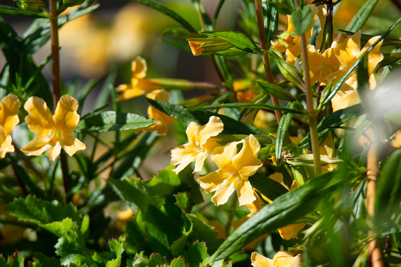 Orange Bush Monkeyflower - Diplacus aurantiacus