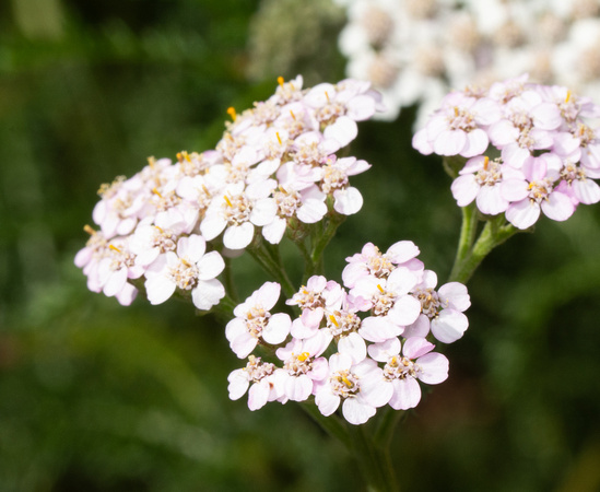 Yarrow - Achillea millefolium