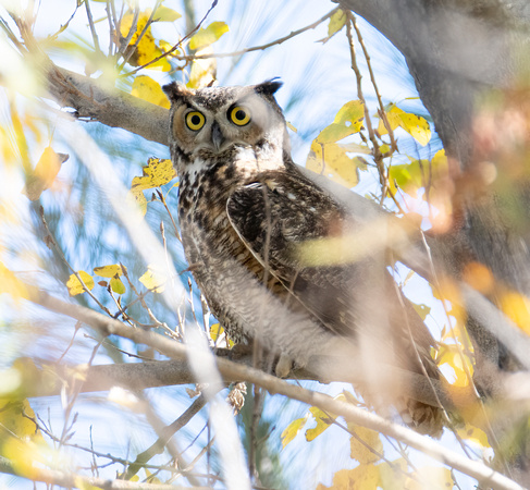 Great Horned Owl - Bubo virginianus