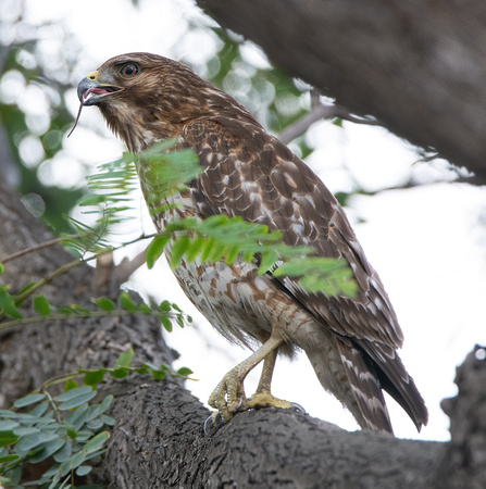 Red-shouldered Hawk - Buteo elegans