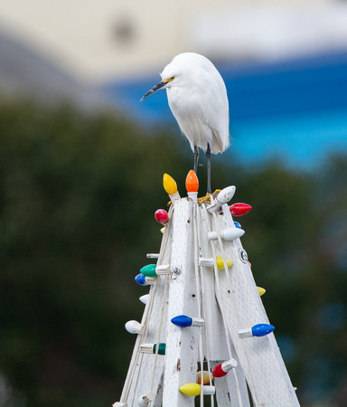 Snowy Egret - Egretta thula