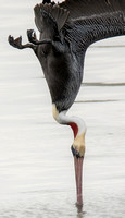 Brown Pelican - Pelecanus occidentalis