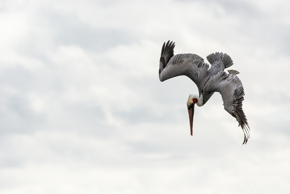 Brown Pelican - Pelecanus occidentalis