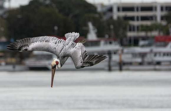 Brown Pelican - Pelecanus occidentalis