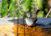 White-crowned Sparrow - Zonotrichia leucophyrs