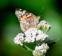 Painted lady - Vanessa cardui