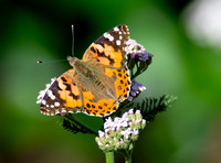 Painted lady - Vanessa cardui