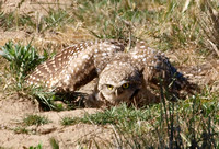 Burrowing Owl - Athene cunicularia