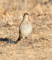 Sage Thrasher - Oreoscoptes montanus