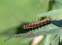 Gulf fritillary - Agraulis vanillae