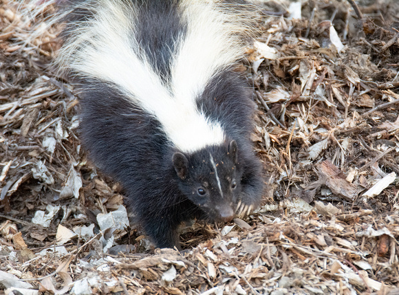 Striped skunk -  Mephitis mephitis