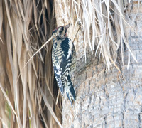 Yellow-bellied Sapsucker - Sphyrapicus varius