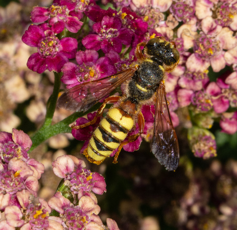 Weevil wasp - Cerceris bicornuta