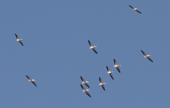 American White Pelican - Pelecanus erythrorhynchos