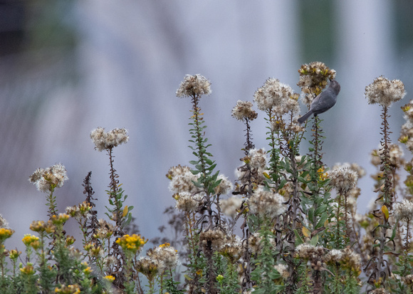 Bushtit - Psaltriparus minimus