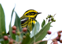 Townsend's Warbler - Setophaga townsendi