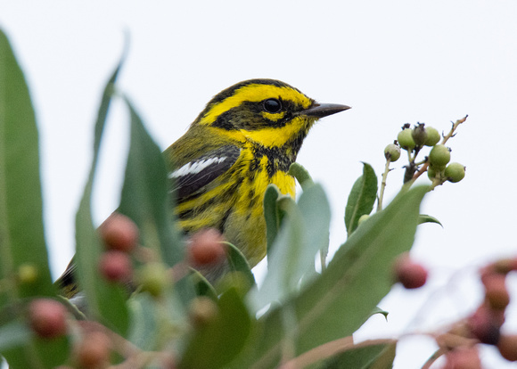 Townsend's Warbler - Setophaga townsendi