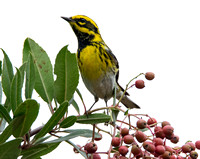 Townsend's Warbler - Setophaga townsendi