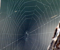 Orb weaver -Metazygia zilloides