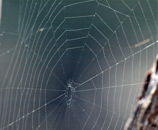 Orb weaver -Metazygia zilloides