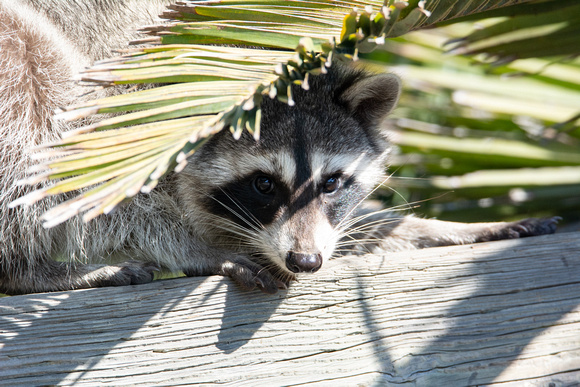 Raccoon - Procyon lotor