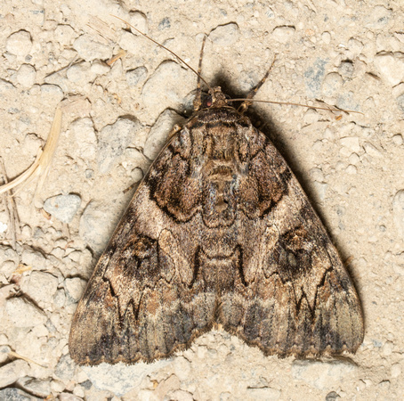 Penitent underwing - Catocala piatrix ssp. dionyza