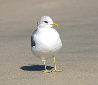 Short-billed Gull - Larus brachyrhynchus