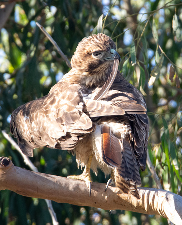 Red-tailed Hawk - Buteo jamaicensis