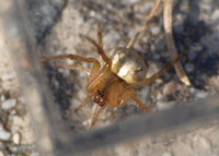 Orb weaver -Metazygia zilloides