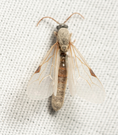 Legionary ant - Neivamyrmex sp.