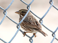 Large-billed Sparrow - Passerculus sandwichensis ssp. rostratus