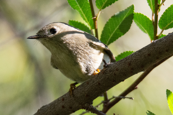 Ruby-crowned Kinglet - Regulus calendula