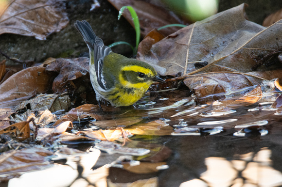 Townsend's Warbler - Setophaga townsendi