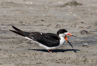Black skimmer - Rynchops niger