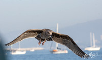 Western Gull - Larus occidentalis