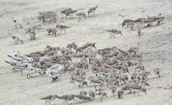 Sanderling - Calidris alba, Western Sandpiper - Calidris mauri