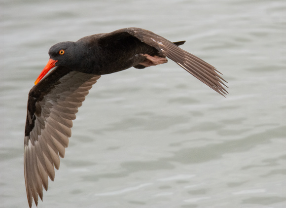 Black Oystercatcher - Haematopus bachmani