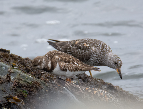 Ruddy Turnstone - Arenaria interpres, Surfbird - Calidris virgata